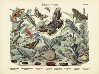 Papillons, vers 1860
